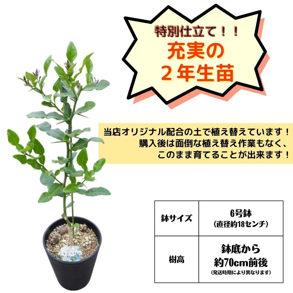 Amazon | 極上品 コブミカン支柱仕立て 6号鉢植え 2年生接ぎ木苗